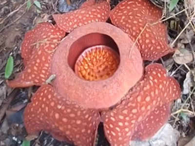 इंडोनेशिया के जंगल में खिला दुनिया का सबसे बड़ा फूल, आकार और वजन कर देगा हैरान