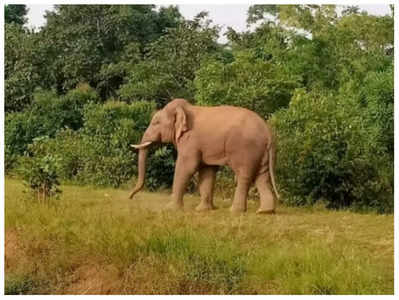Chhattisgarh : धमतरी में जंगली हाथी ने दो युवकों को कुचला, एक की मौत, दूसरा गंभीर