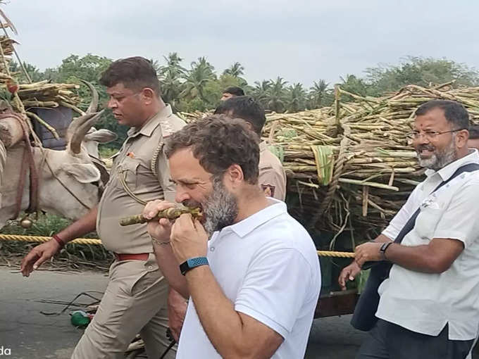 Rahul Gandhi tastes Sugar cane