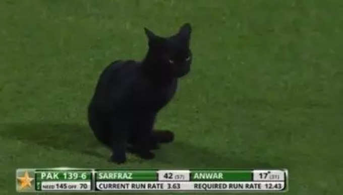 ​पाकिस्तान-इंग्लैंड मैच में बिल्ली