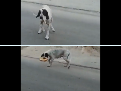 Dog Viral Video: சாப்பாட்டுக்கு என்னெல்லாம் செய்யவேண்டியிருக்கு! நாய் செய்த வேலை