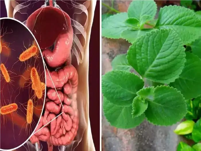 ayurvedic doctor dixa bhavsar has given 5 ayurvedic remedies to improve gut health by curing diseases like gas acidity bloating piles and constipation