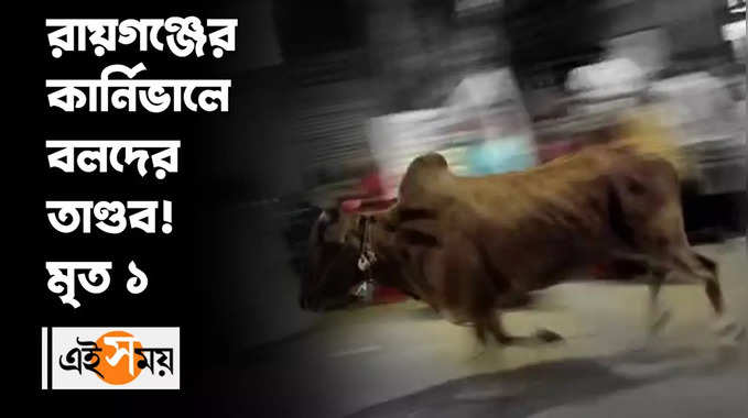 Durga Puja Carnival 2022 : রায়গঞ্জের কার্নিভ্য়ালে বলদের তাণ্ডব! মৃত ১ 