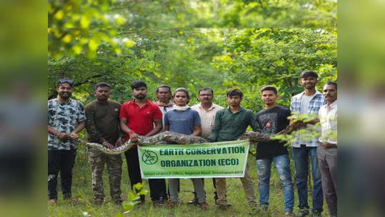 Chandrapur : दहशत निर्माण करणाऱ्या १२ फूट लांबीच्या अजगराला पकडले, ९ बकऱ्या केल्या फस्त