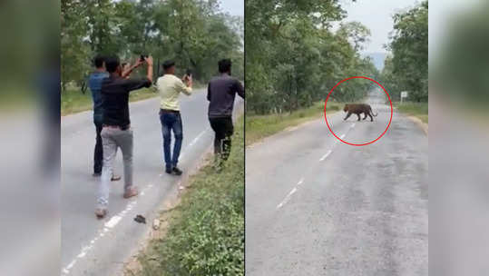 OMG Video: वाघासोबत काढायला गेले सेल्फी, पुढे त्या तरुणांचा काय झालं तुम्हीच पाहा