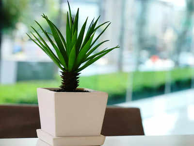 शुद्ध हवा पाने के लिए घर में लगाएं ये फ्रेश Indoor Plants, ताजगी के साथ बढ़ाएंगे घर की खूबसूरती 