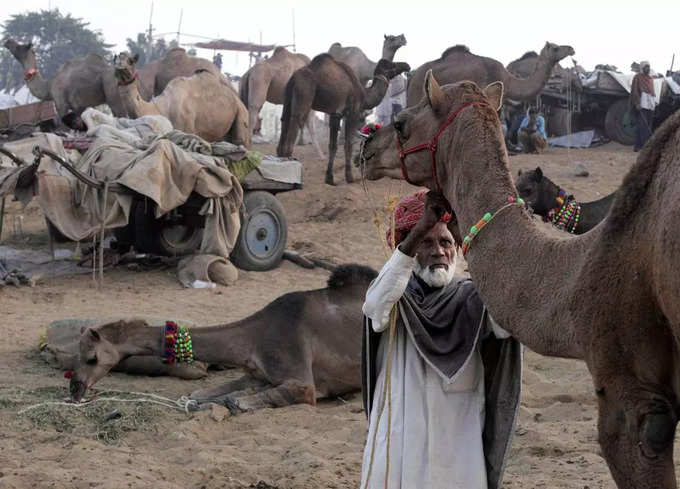 इंसान के आंसुओं से अलग होते हैं ऊंट के आंसू