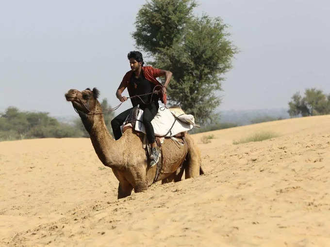 ऊंट के आंसुओं पर गल्‍फ कंट्रीज में चल रही रिसर्च 