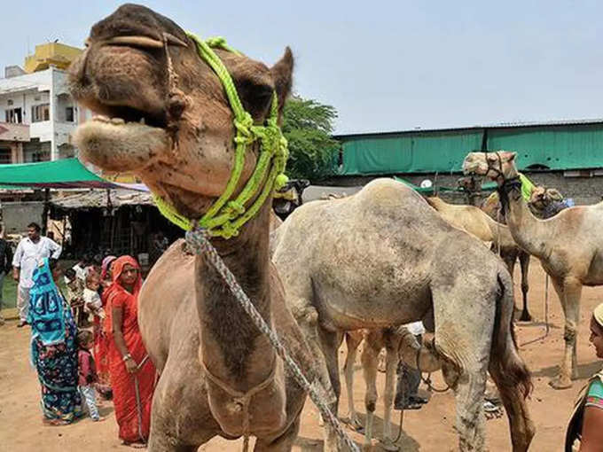 एशिया और अफ्रीका के जहरीले सांपों से बचा सकते हैं ऊंट के आंसू