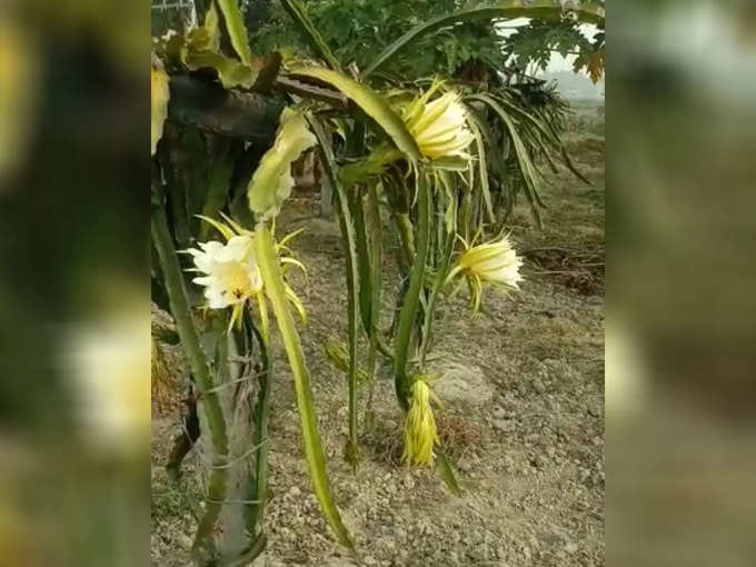 dragon-fruit