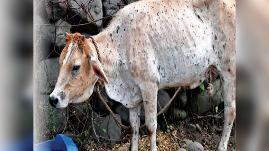 राज्य सरकारचा दिलासा; लम्पीमुळे मृत जनावरांच्या पशुपालकांना अर्थसाह्य