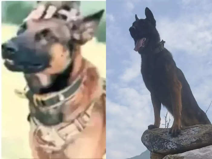 Army Dog Zoom