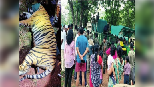 नरभक्षक वाघ अखेर जेरबंद; १३ जणांचा घेतला होता बळी