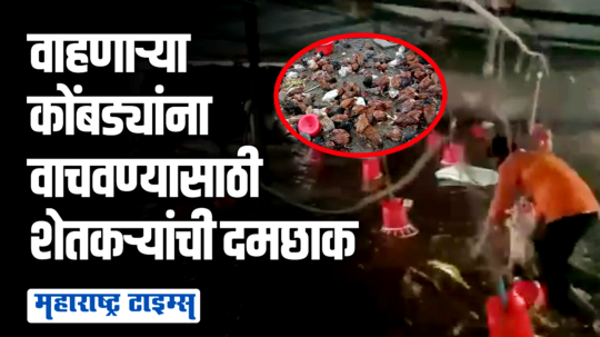 ढगफुटी सदृश्य पावसामुळे ५ हजार कोंबड्या वाहून गेल्यात; पाण्यातून कोंबड्यांना वाचवण्यासाठी शेतकऱ्यांची दमछाक