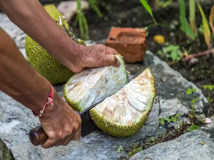 Do not eat jackfruit at all, these people will stop breathing