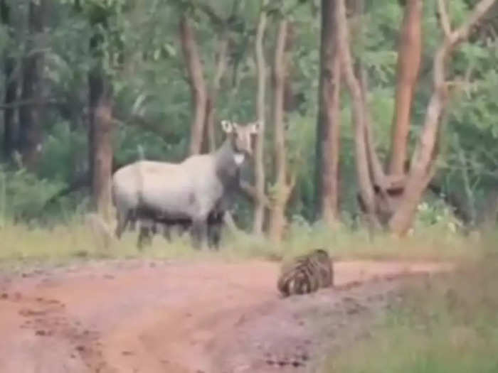 satpura tiger reserve park video