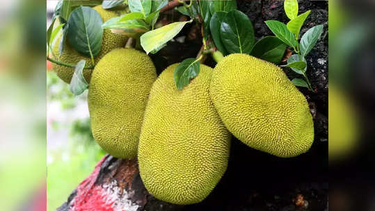 Jackfruit Side Effects : 'या' लोकांनी चुकूनही खाऊ नये फणस, शरीराचा ऑक्सिजन पुरवठा व श्वास मिळणं होईल कायमचं बंद