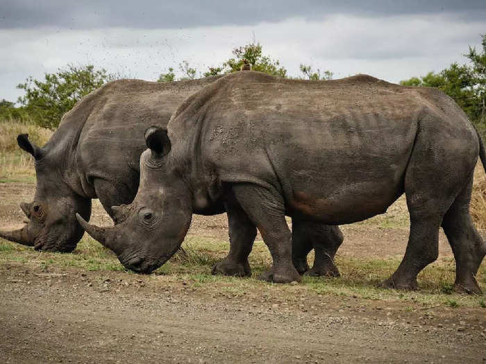 rhinoceros