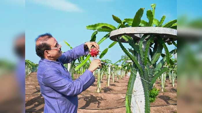 राजेश टोपे ड्रॅगन फ्रुटच्या शिवारात