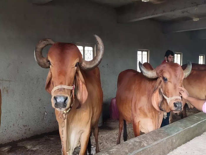 cow is worshiped in govardhan puja, you can earn lakhs every month even by dairy farming