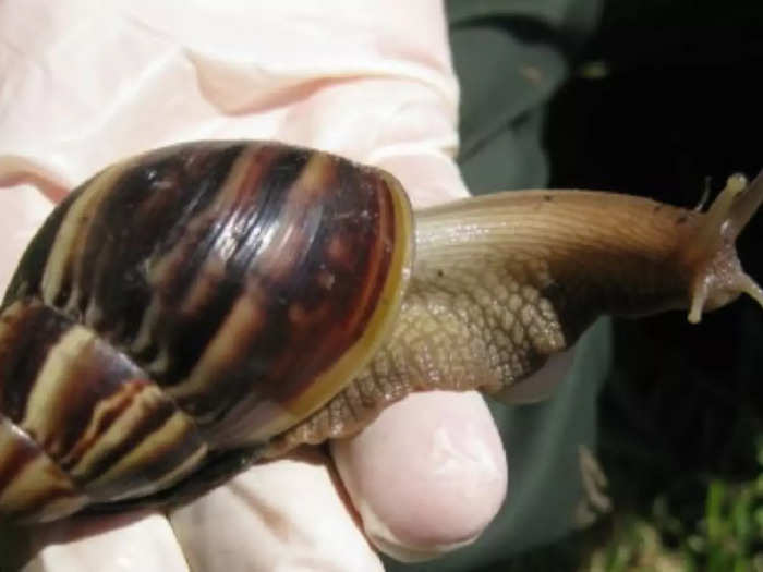 Snail