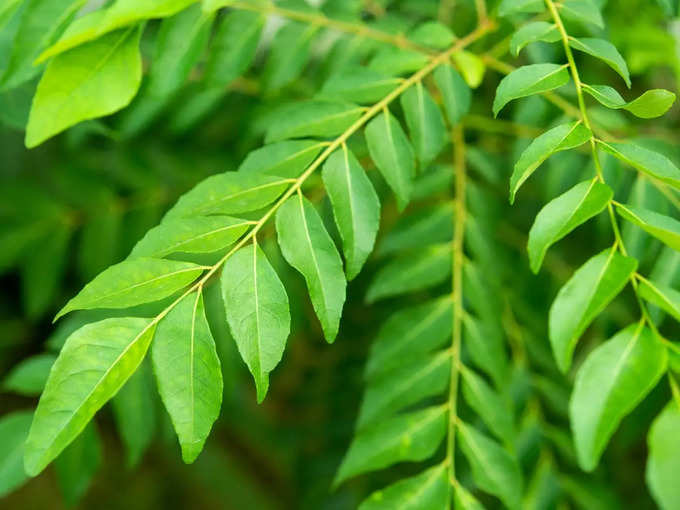 curry leaves