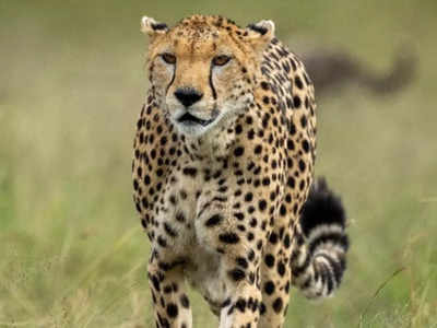 Cheetah Freedom: चीतों को बाड़े से आजाद होने के दिन आ रहे करीब, कूनो जाने की शुरू कर दीजिए तैयारी