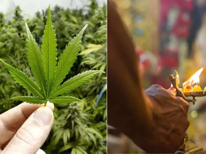 marijuana served as prasad in sri muneshwara temple