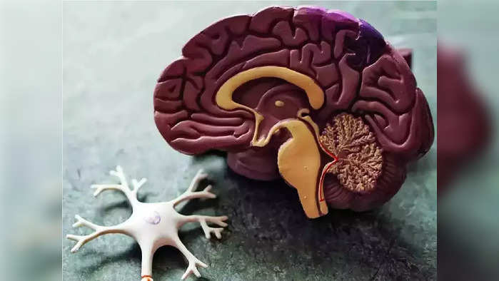Warning Signs of Dementia: मेंदूच्या नसा खराब करणारा हा आजार आहे महाभयंकर, 20 वर्षे आधीच दिसतात ही गंभीर लक्षणे