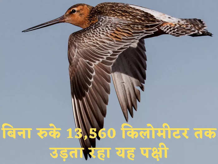 Bar Tailed Godwit Bird Break World Record