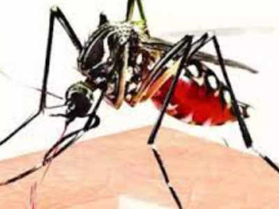 Dengue Cases : छठ पर्व के बीच पटना में बढ़ी डेंगू की रफ्तार, 316 नये मामलों  ने बढ़ाई स्वास्थ्य विभाग की चिंता