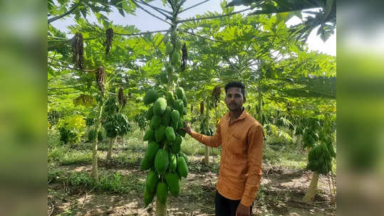 गेल्यावर्षी पावसामुळे अख्खं पीक गेलं, पुन्हा जिद्दीनं उभा राहिला अन् कमावलं पाच लाखांचं उत्पन्न