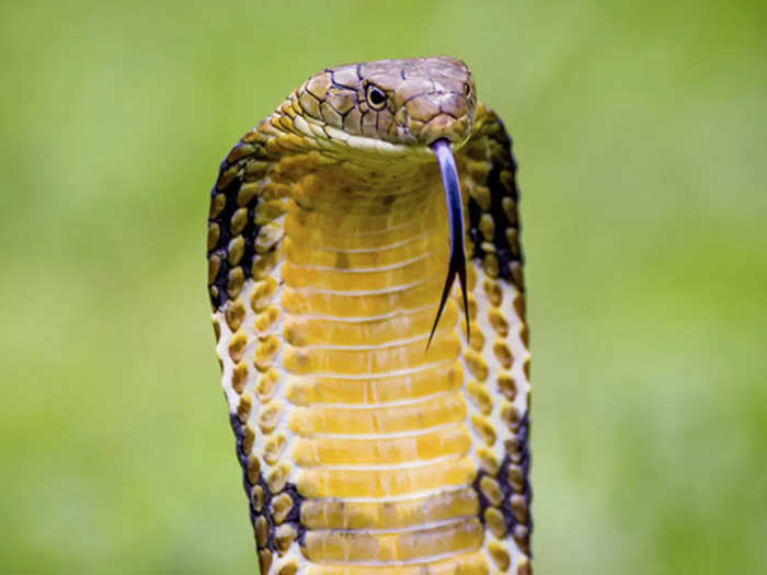 jungle news in hindi king cobra escapes from zoo return after one week in terrarium