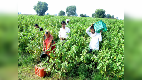 परतीच्या पावसाने शेतकर्‍याला रडवलं पण वांग्याने तारलं, १२० दिवसातच मिळवला लाखोंचा नफा