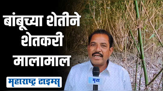 एकदाच लावा आणि ६० ते ७० वर्षे लाखोंचा नफा कमवा, बांबूच्या शेतीतून शेतकऱ्याची मोठी झेप