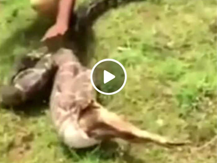 python eating deer watch shocking jungle viral video