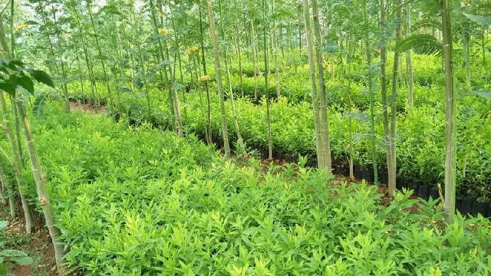 sandalwood-plants-1496029958-3019693.