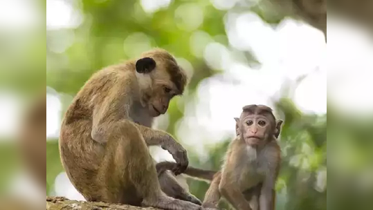 माकडाच्या हल्ल्यात मुलगा जखमी; शिवनेरी किल्ल्यावरील प्रकार