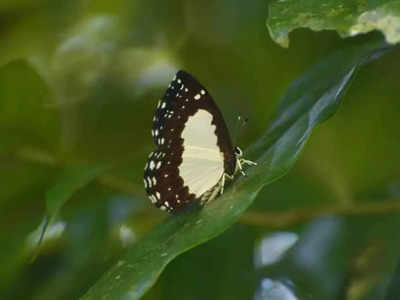 Butterfly In India : বক্সায় নতুন অতিথি, খোঁজ মিলতেই উচ্ছ্বসিত বন দফতর
