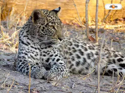 Leopard Attack : চলন্ত বাইকের উপর ঝাঁপিয়ে তরুণীর উরুর মাংস খুবলে নিল চিতাবাঘ