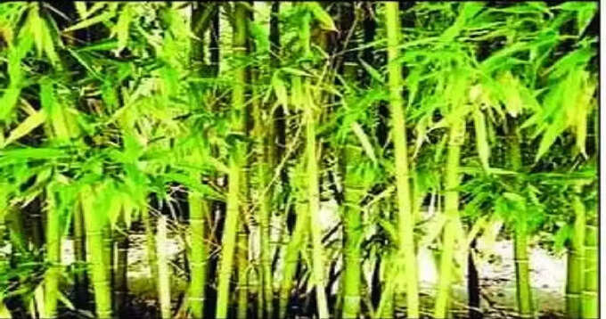 bamboo