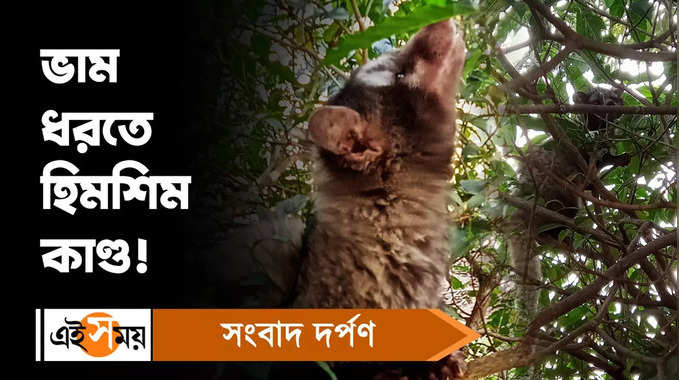 Civet Cat : ভাম ধরতে হিমশিম কাণ্ড!