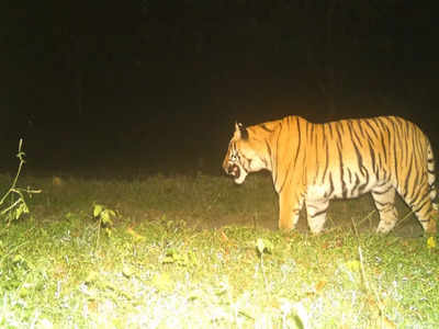 Jungle News: राजाजी नेशनल पार्क के गलियारे में टाइगर देखकर क्यों उत्साहित है वन विभाग? जानिए पूरा मामला
