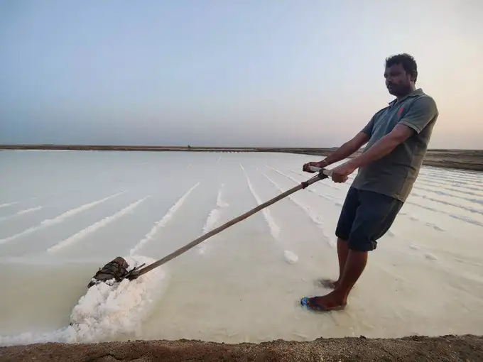 salt farmers in gujarat