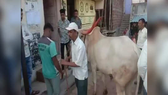 शेतात जायला रस्ता मिळेना, पठ्ठ्याने थेट ग्रामपंचायतीच्या दारात बैल बांधला