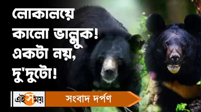 Bear Attack : লোকালয়ে কালো ভাল্লুক! আতঙ্কে এলাকাবাসী 