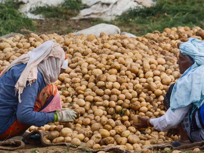 Potato Price Fall: ফাইল ফটো