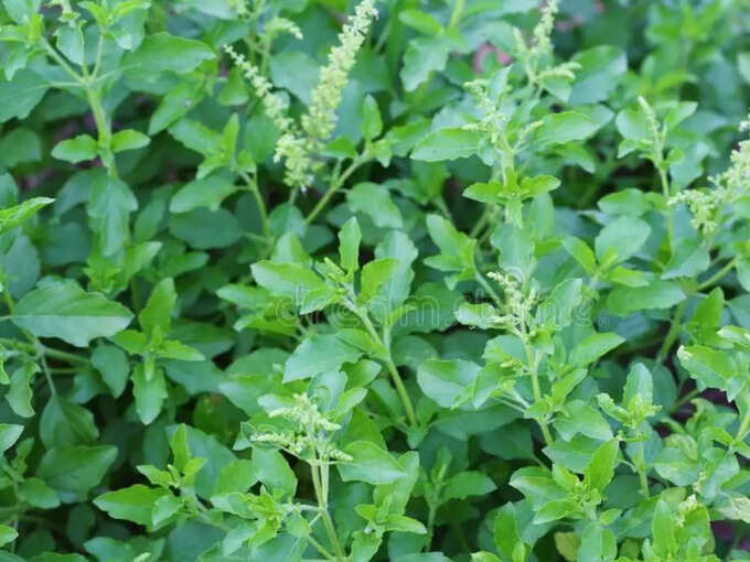 Not only for health but also useful for smooth skin, make a face pack like 'Tulsa' | Hits Times 95514703 | Hits Times