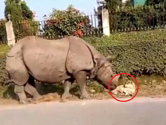 viral video rhino nudges dog sleeping on the roadside