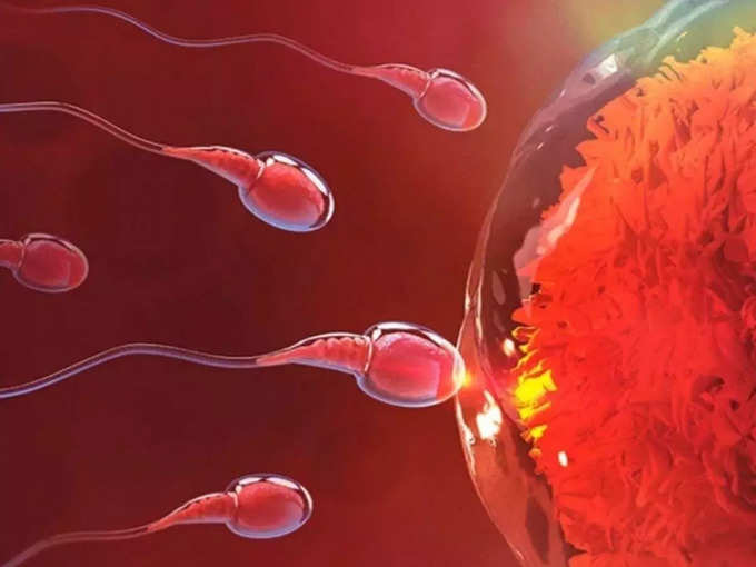 foods to increase sperm count, भारतीय पुरुषों के स्पर्म हुए आधे से भी कम, 4 लक्षण बताते हैं कि घटने लगी है मर्दानगी, जानें बचने का तरीका - study on mens health revealed sharp fall in sperm count in men know foods that increase sperm count quickly
